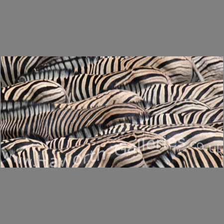 Zebras #2