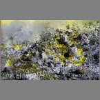 NZ-010