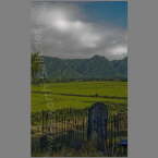 NZ-037